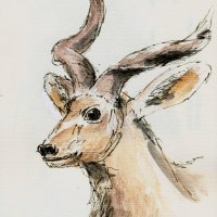 Kudu Antilope